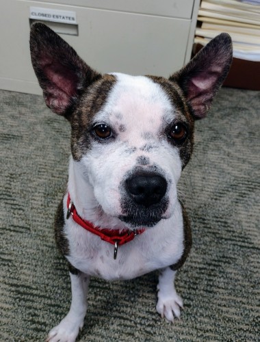 Donnal Sobel elder law image of Toby the dog